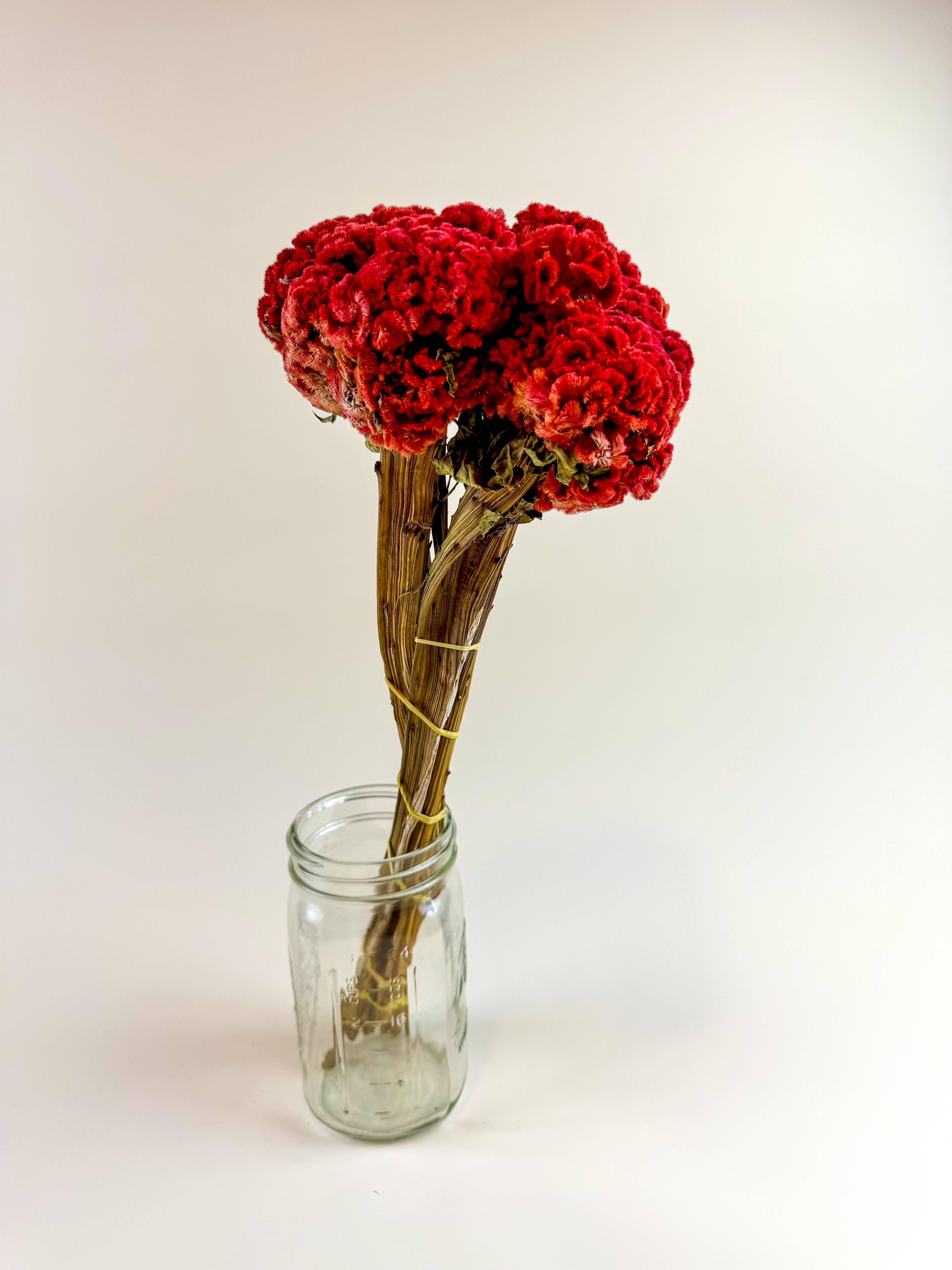 Lovejoy Farms Premium Dried Flowers - Vendita all'ingrosso Fiori secchi/pressati - Celosia Coxcomb Rossa - Collezione Red2