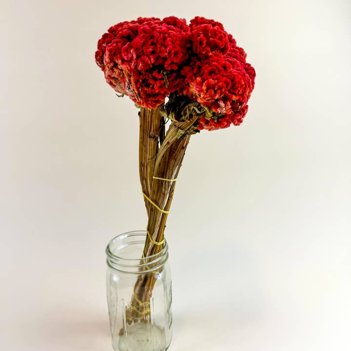 Lovejoy Farms Premium Dried Flowers - Vendita all'ingrosso Fiori secchi/pressati - Celosia Coxcomb Rossa - Collezione Red2
