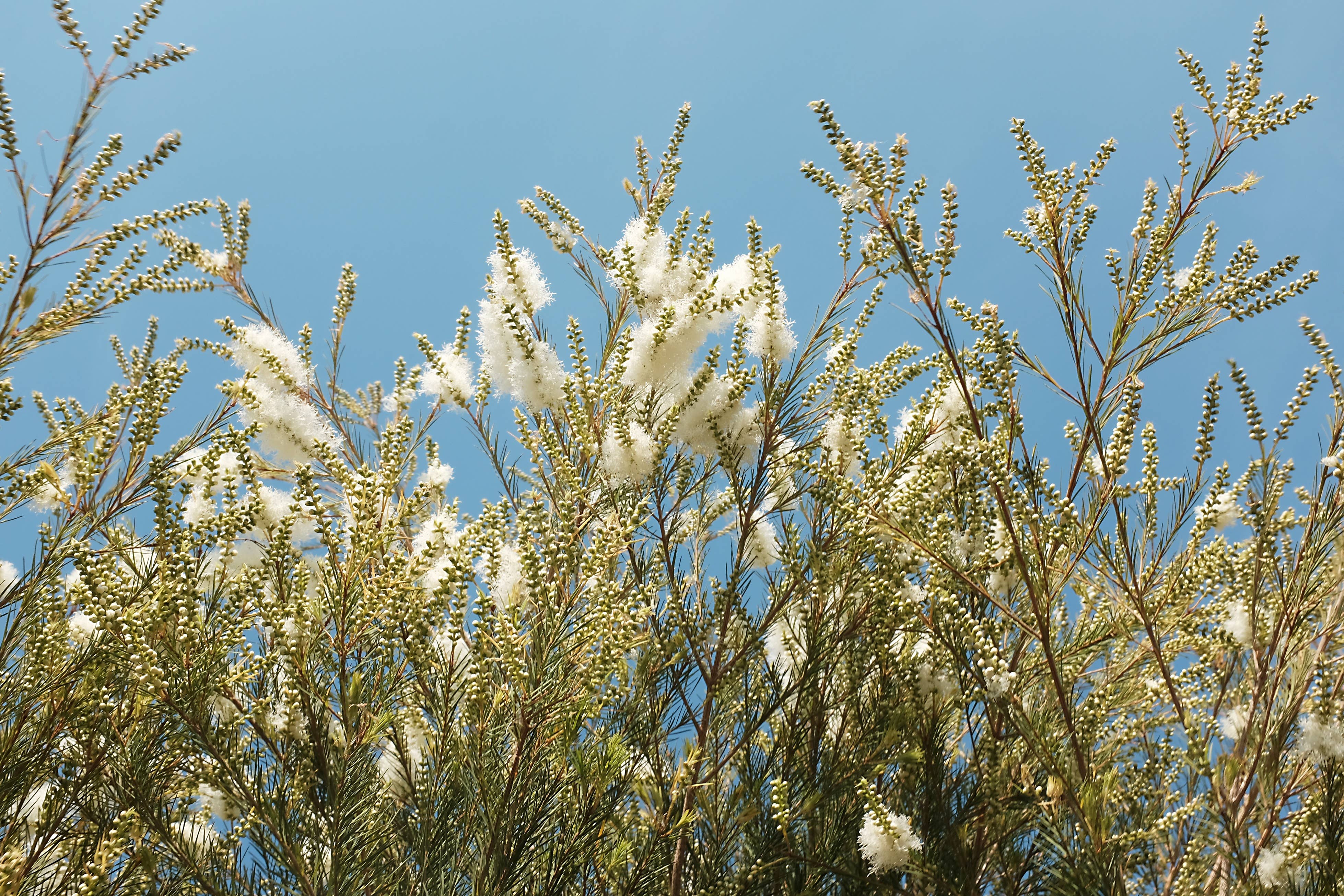Essences Naturelles Corses - Wholesale Face & Body Mist/Water - Tea Tree Floral Water - Aromatherapy - 100ml1
