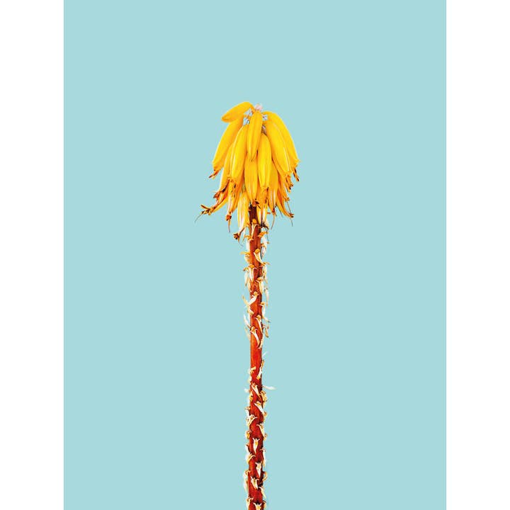 Magnetic Markerboard - Banana Tree for wholesale by Queence