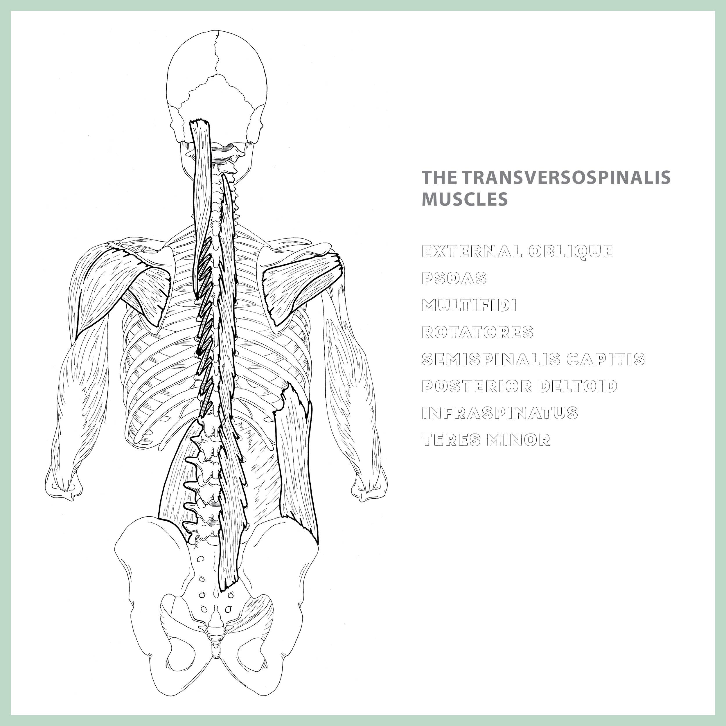Mixed Media Resources LLC - Wholesale Coloring & Activity Book - Adult - The Yoga Anatomy Coloring Book: Pose by Pose4
