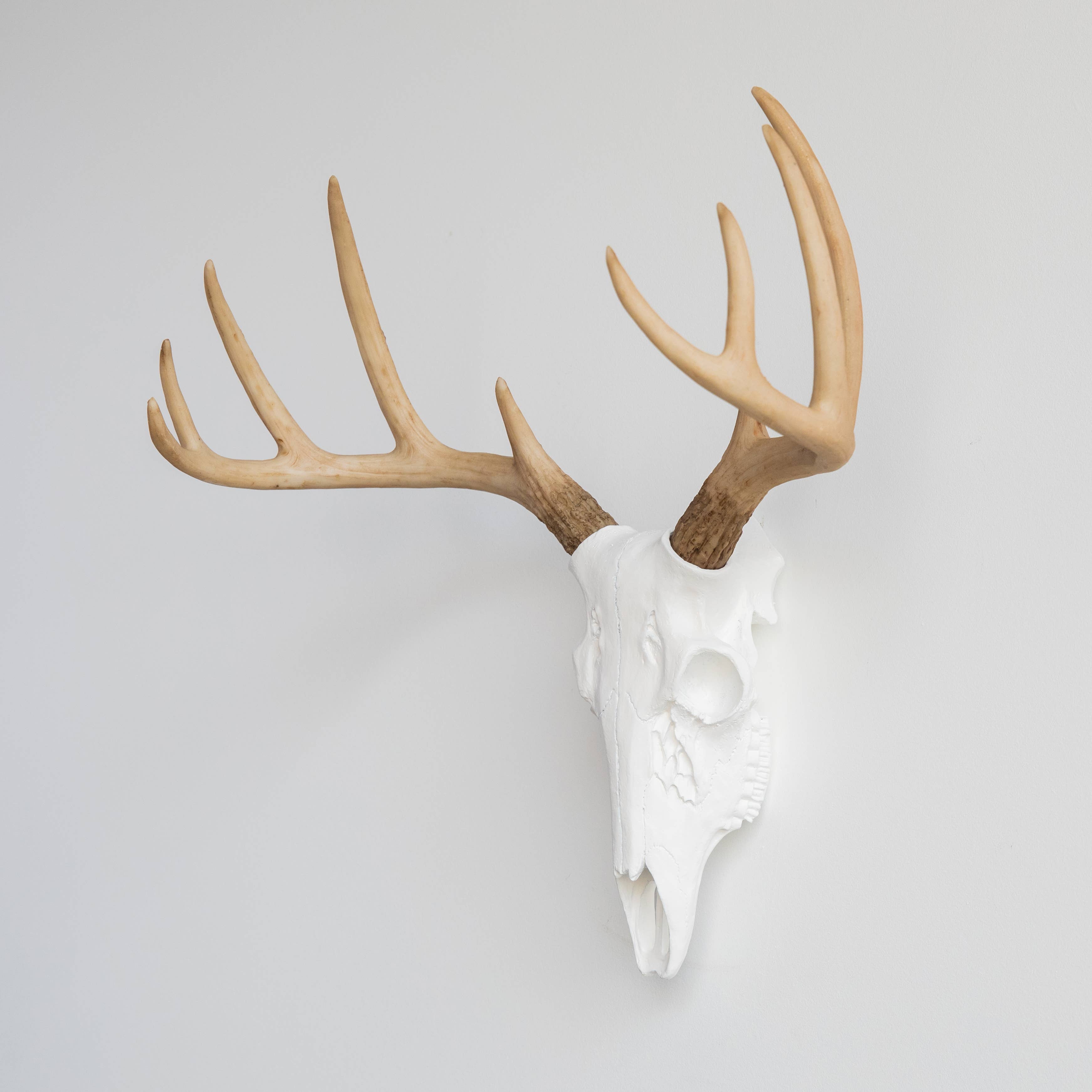 Near and Deer - Wholesale Dimensionele/3D-muurkunst - Faux Mini Buck Skull muursteun11
