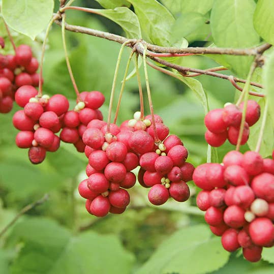 Schisandra Herbal Tincture for wholesale by Daydream Organics | Prairie Doctor Brand