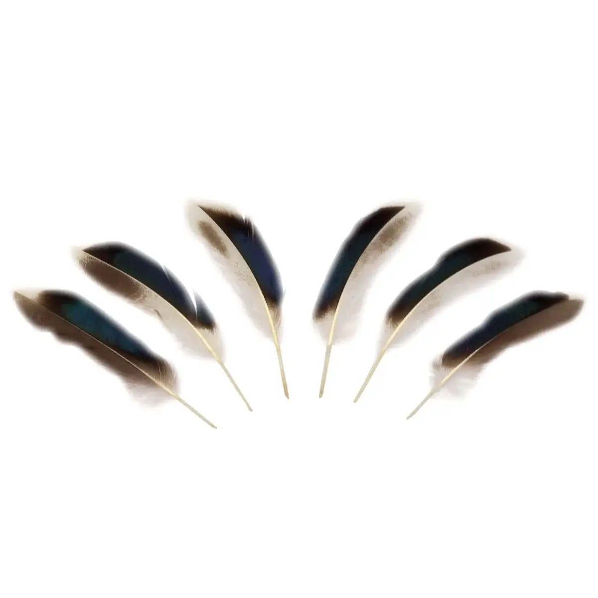 Zucker Feather Products - Vendita all'ingrosso Attrezzature per lavoretti e fai da te - Piume d'anatra naturali 3-5" - 10 pezzi2