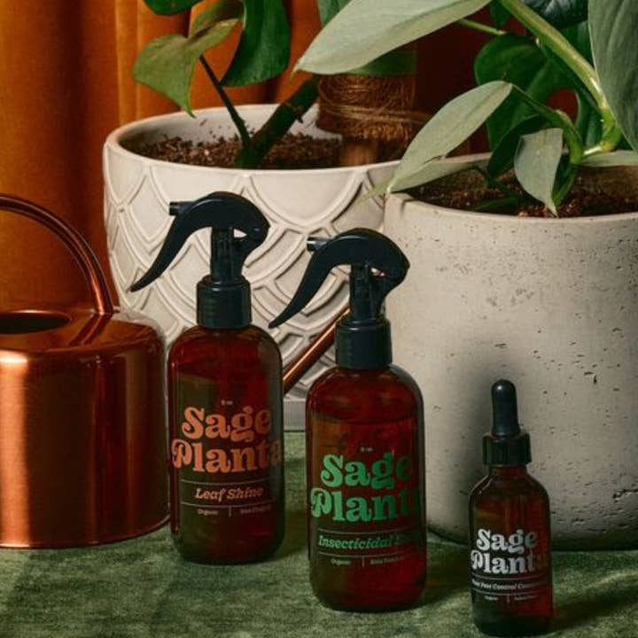 Sage Planta - Wholesale Insect Repellent - Insecticidal Soap Plant Spray