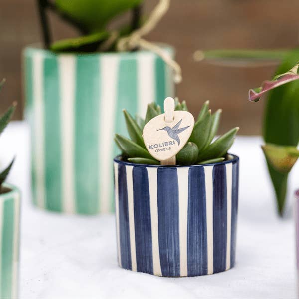 Oasis of Life - Wholesale Succulent - Succulent Mix – 6 Succulents – Houseplants in Painted Stripe Decorative Pots Ø9cm & Ø6cm – Colorful Plant Decor for Table, Living Room & Office – Easy-care Green Plants in Ceramic Pot2