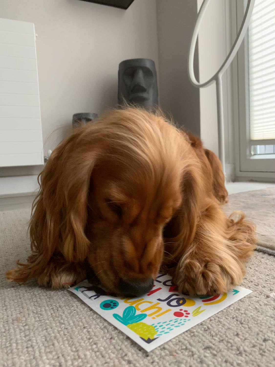 Scoff Paper – Engroshandel Godbid - Hund – 🍽️ Julemiddag – Spiselig Kort til Hunde5