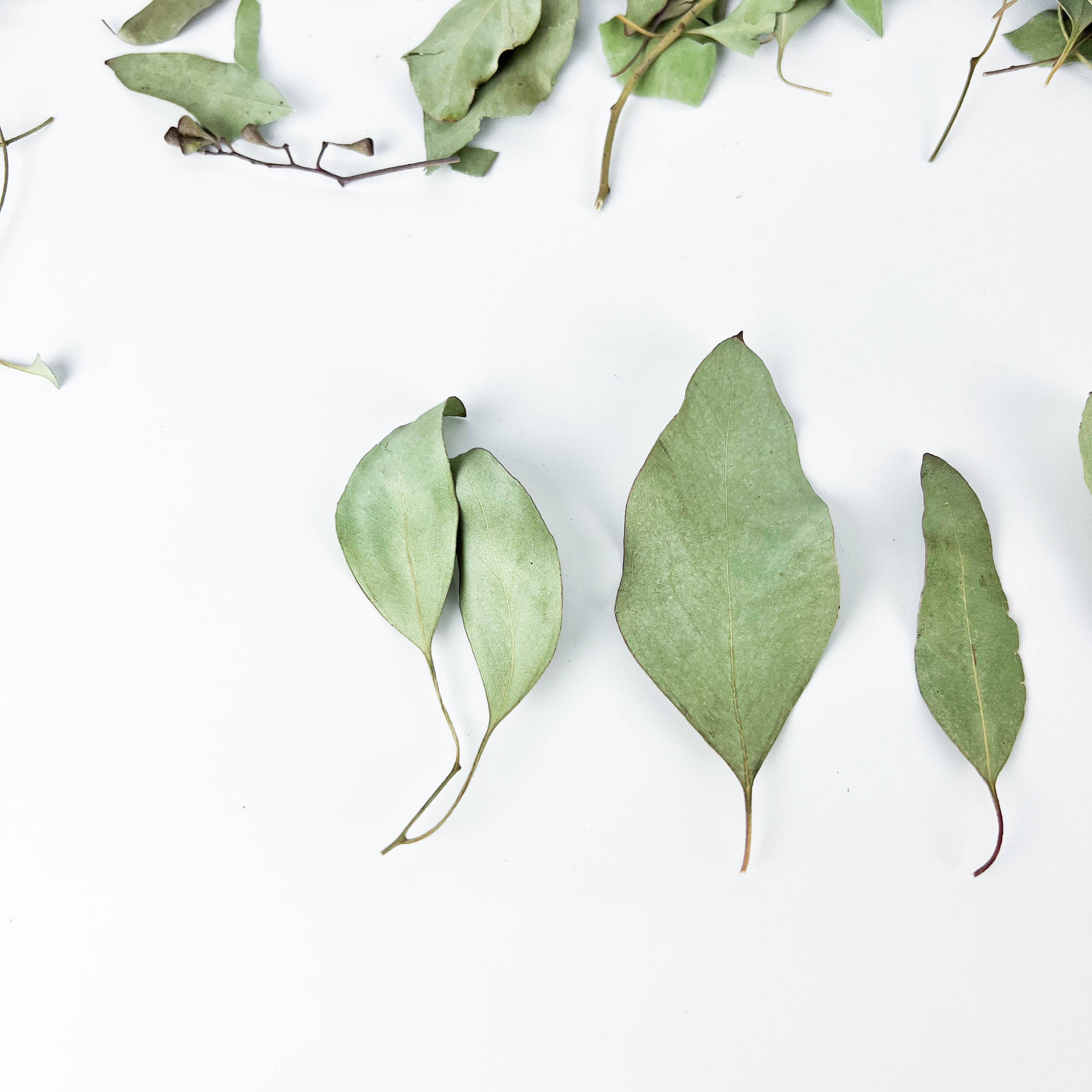 GREENROOTS USA LLC – Engroshandel Krydderurter – Eukalyptusblade 1 oz2