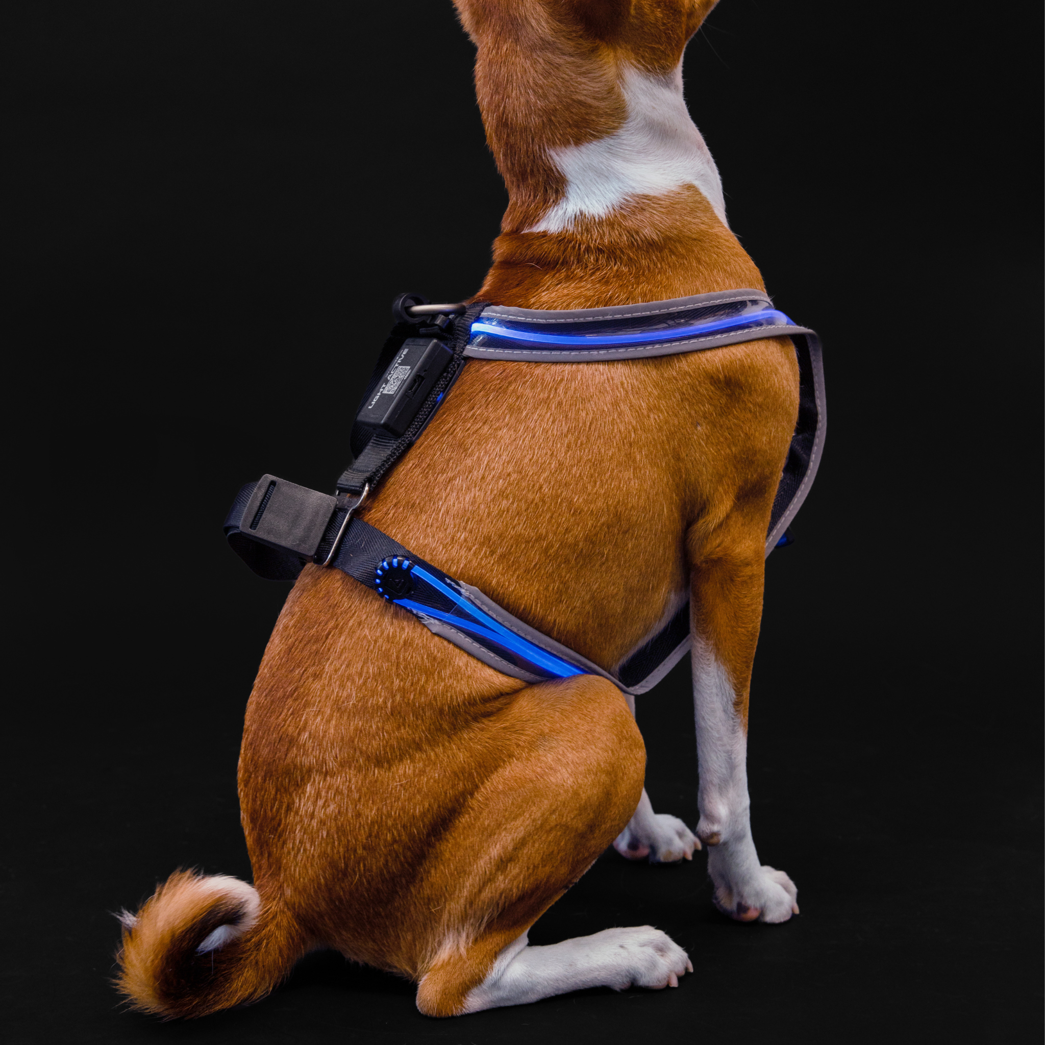 Tangle, Inc. - Wholesale Pet Harness - Dog - Light Active® Light-Up LED Dog Harness3