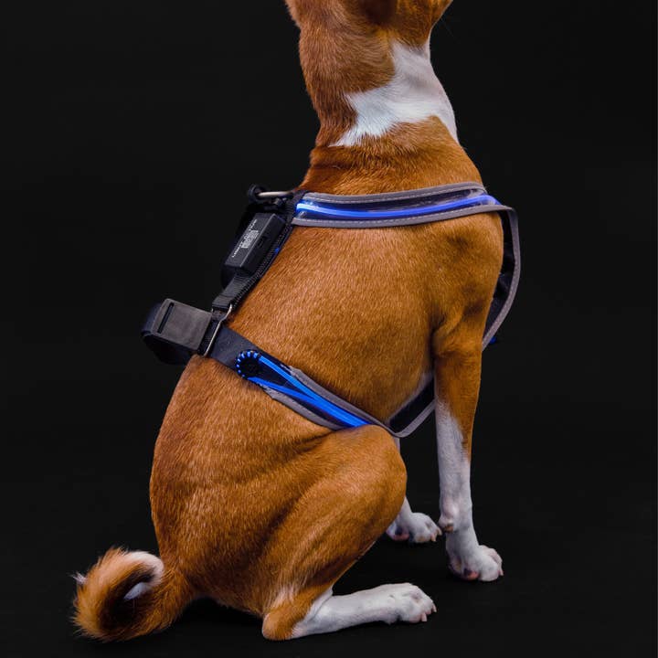 Tangle, Inc. - Wholesale Pet harness – Dog - Light Active® Light-Up LED Dog Harness3