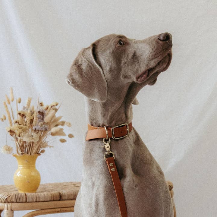 Oscar & co - Wholesale Pet Leash - Dog - Waterproof dog leash in camel Biothane4