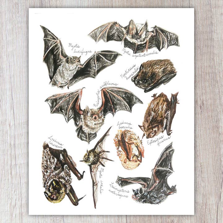 Bat Species 8"x10" Print for wholesale by Brush & Bark