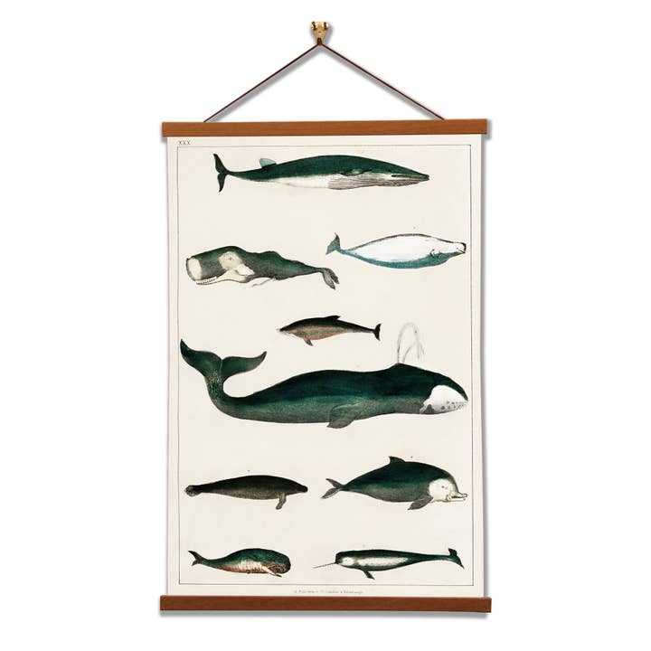Décoration murale Whales - Oliver Goldsmith - Illustration scientifique pour la vente par Vintage Banners