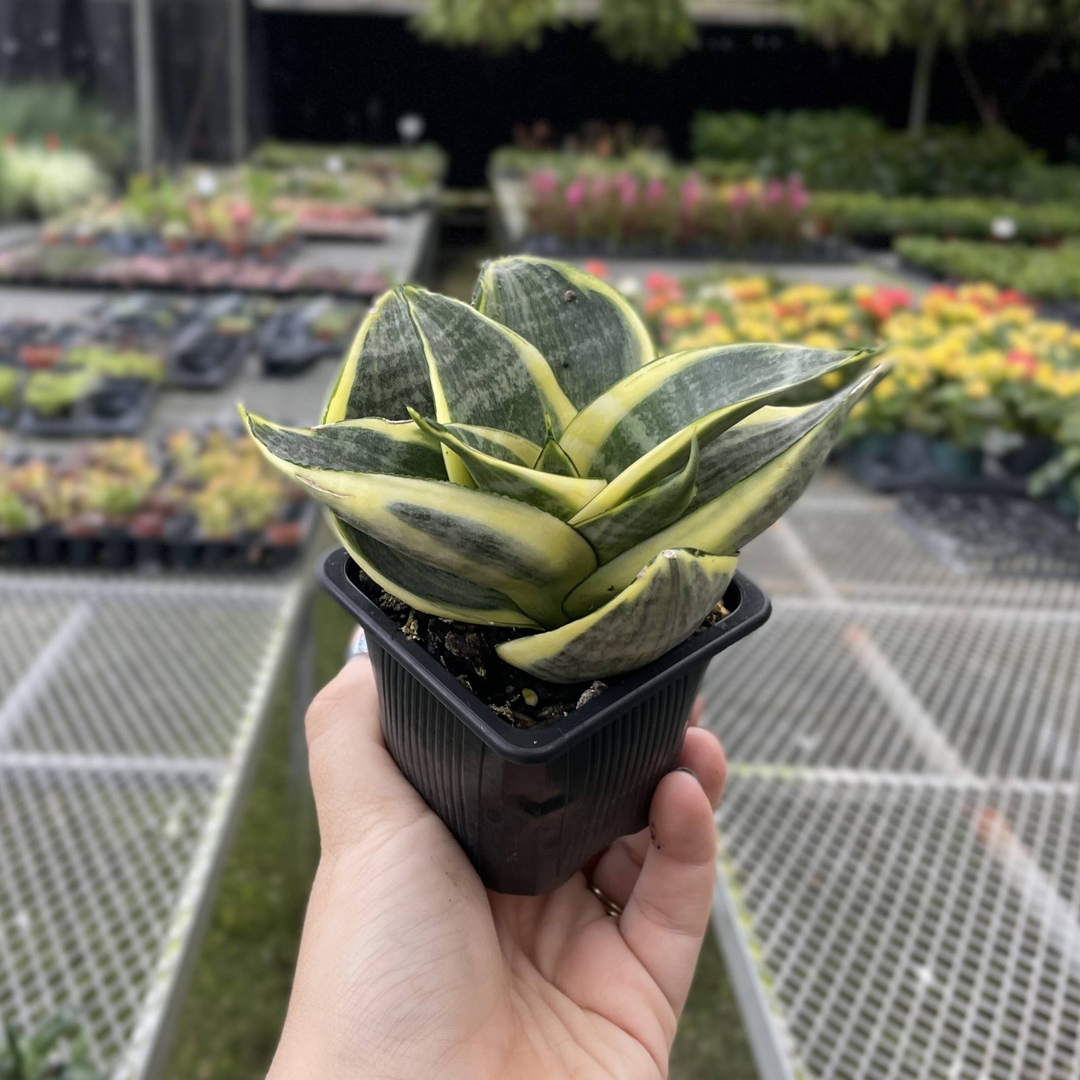 Thorsen's Greenhouse - Wholesale Live Plant - Bird's Nest Snake Plant - Live Plant - Assorted Varieties3