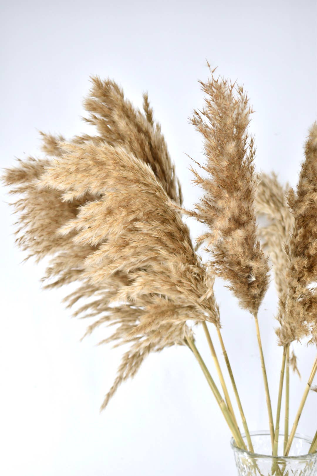 Dutch Flower Studio - Wholesale Dried/Pressed Flowers - Wooly pampas - 70 cm2