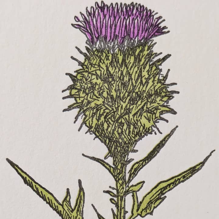 Painted Tongue Press - Wholesale Encouragement Card - Thistle Encouragement and Blank Note Card3
