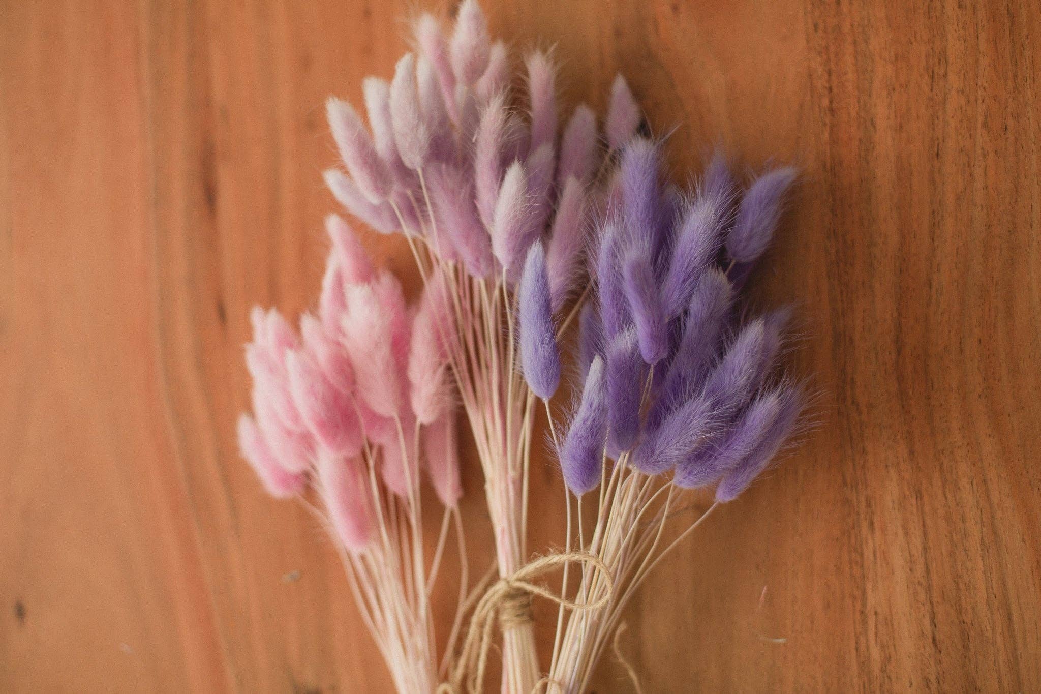 Eucalypt Co. - Venta al por mayor Flores secas/prensadas - Colas de conejo preservadas24