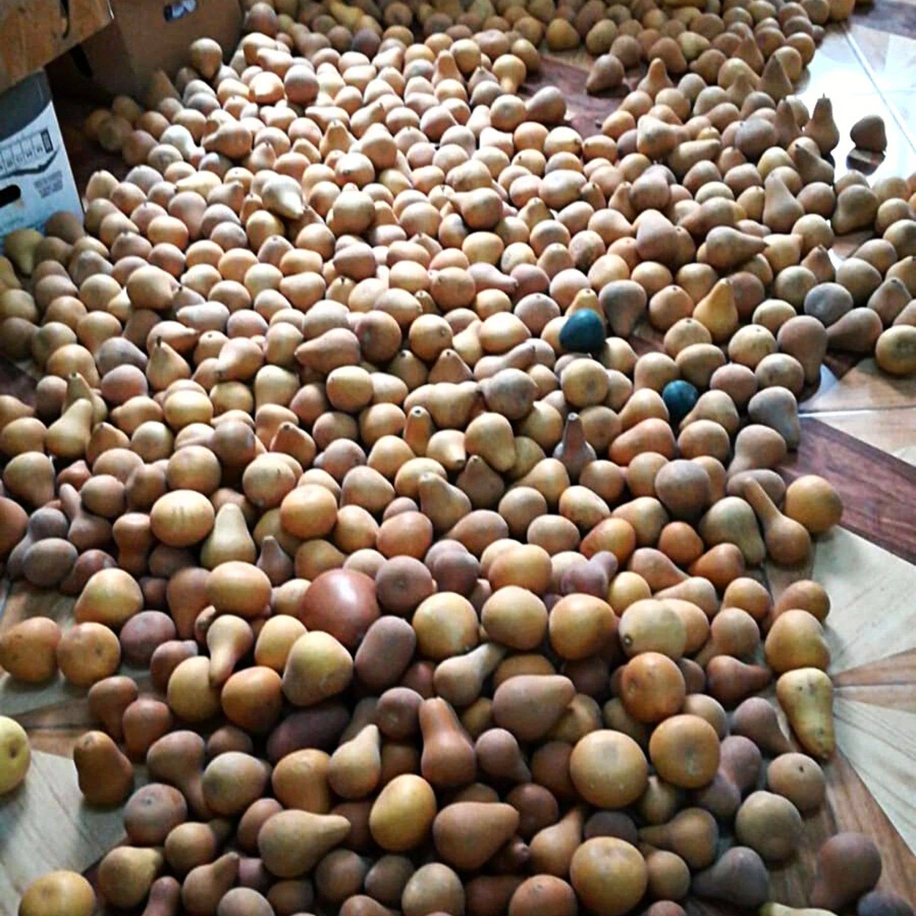 Blossom Inspirations - Vente Objets de décoration - Décoration gourde de Noël de la Nativité5