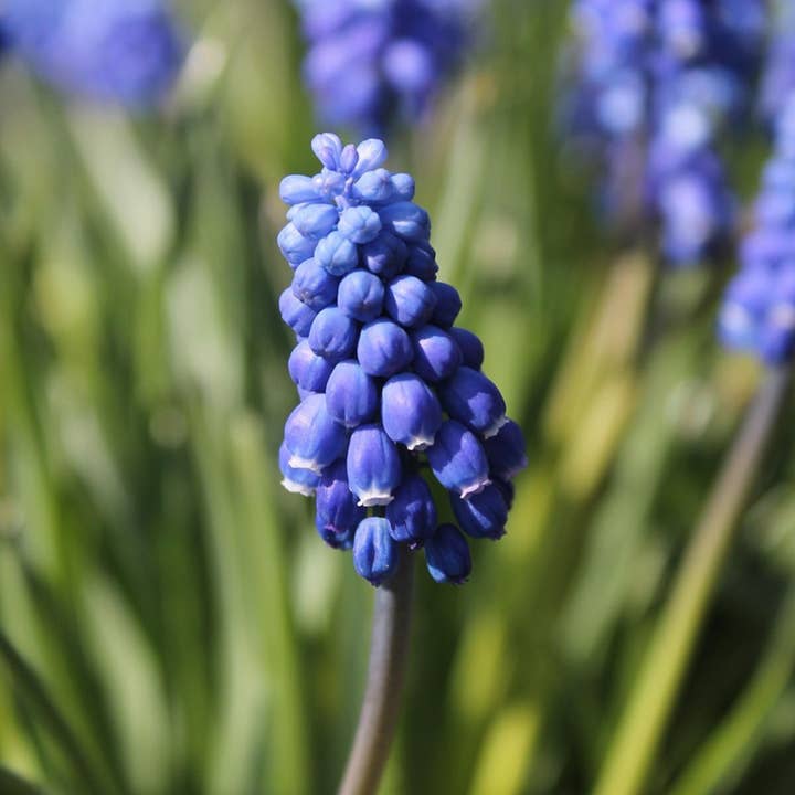 Oasis of Life - Wholesale Live plant - Grape Hyacinth - 100 Bulbs - Muscari armeniacum - Flower Bulbs - Blue - Fragrant, Hardy Early Bloomers for Garden & Balcony5