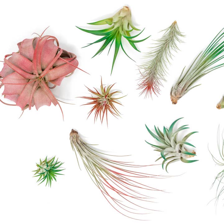 Christmas Spirit Colorful Air Plants Variety Pack for wholesale by Air Plant Shop