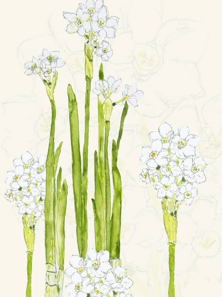 Paperwhite Grußkarte für den Großhandel von Leafy Lexicon