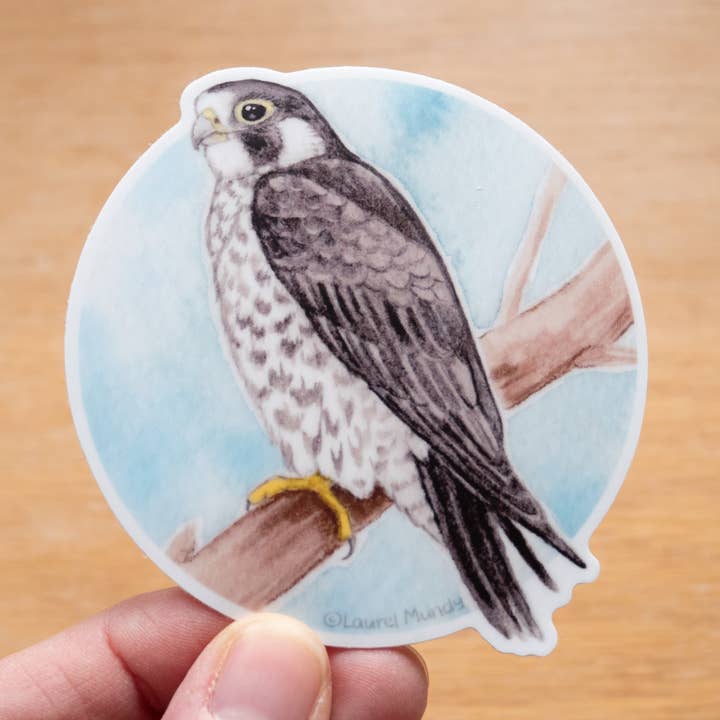Laurel Mundy Illustration - Wholesale Sticker - Peregrine Falcon 3" Medium Vinyl Sticker Waterproof0