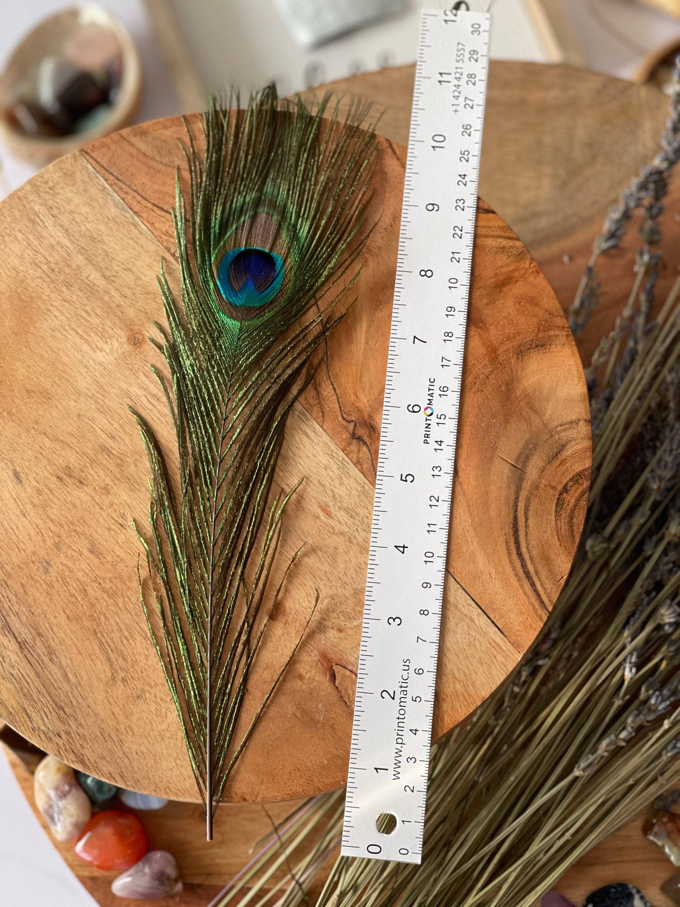 CaNatureLover - Wholesale Veren - Natuurlijke pauwenveren uit de VS, 10" - 12" Big Eye Natural Peac8