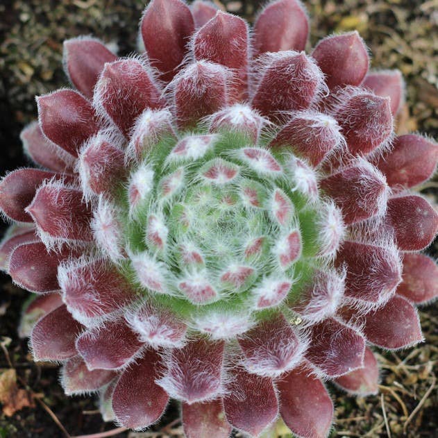 Best Plant Friend - Wholesale Succulent - Sempervivum 'Butterfly' - 2 inch Hardy Succulents0