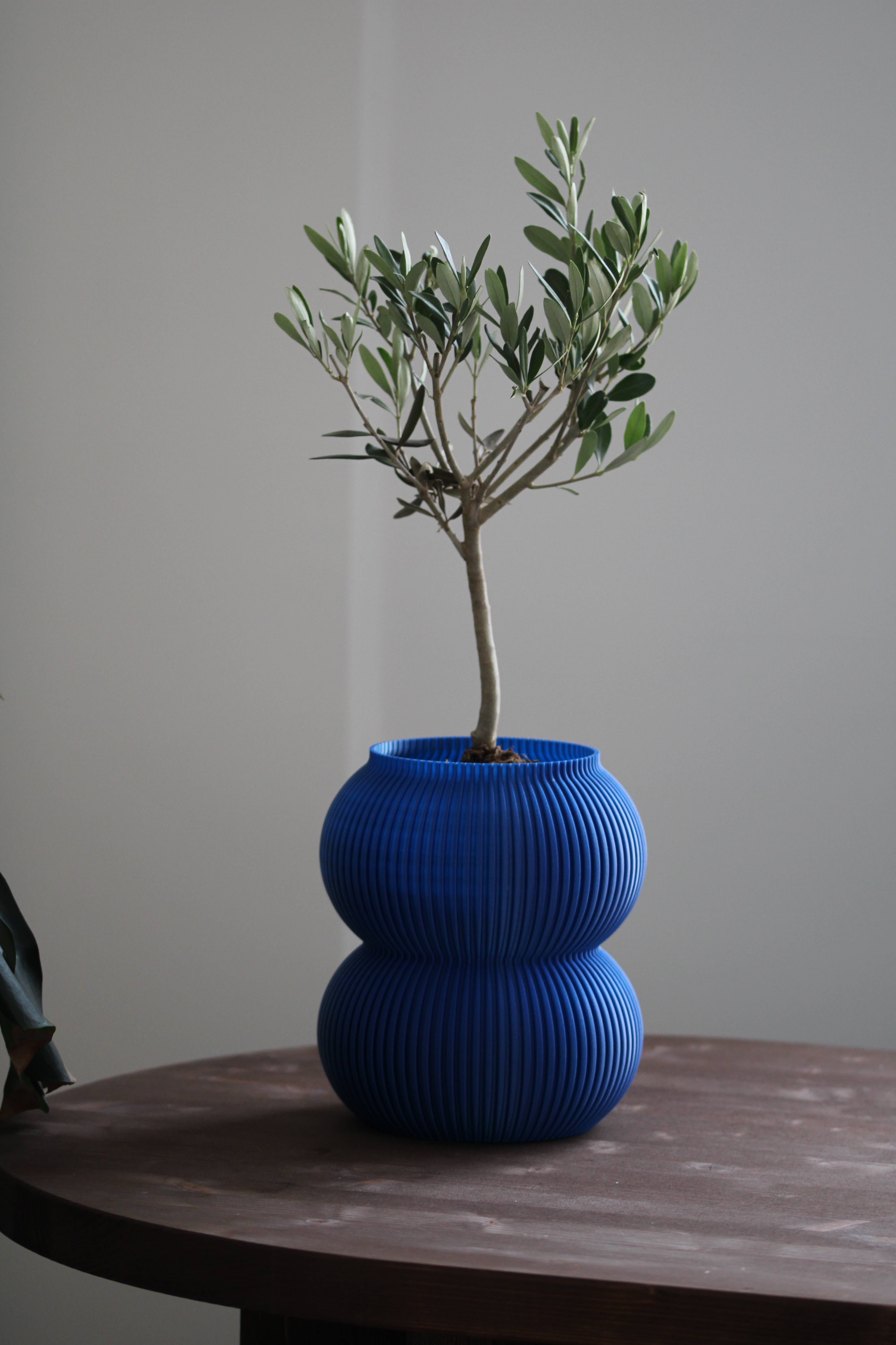 Coast Fig - Wholesale Plant Pot - Maceta decorativa - 2 cucharadas
