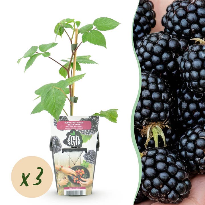 Mora Rubus fruticosus Black Satin resistente al invierno 3 plantas Ø9cm altura 30cm – Mora negra para jardín, parterre, balcón y terraza. para venta al por mayor de Oasis of Life