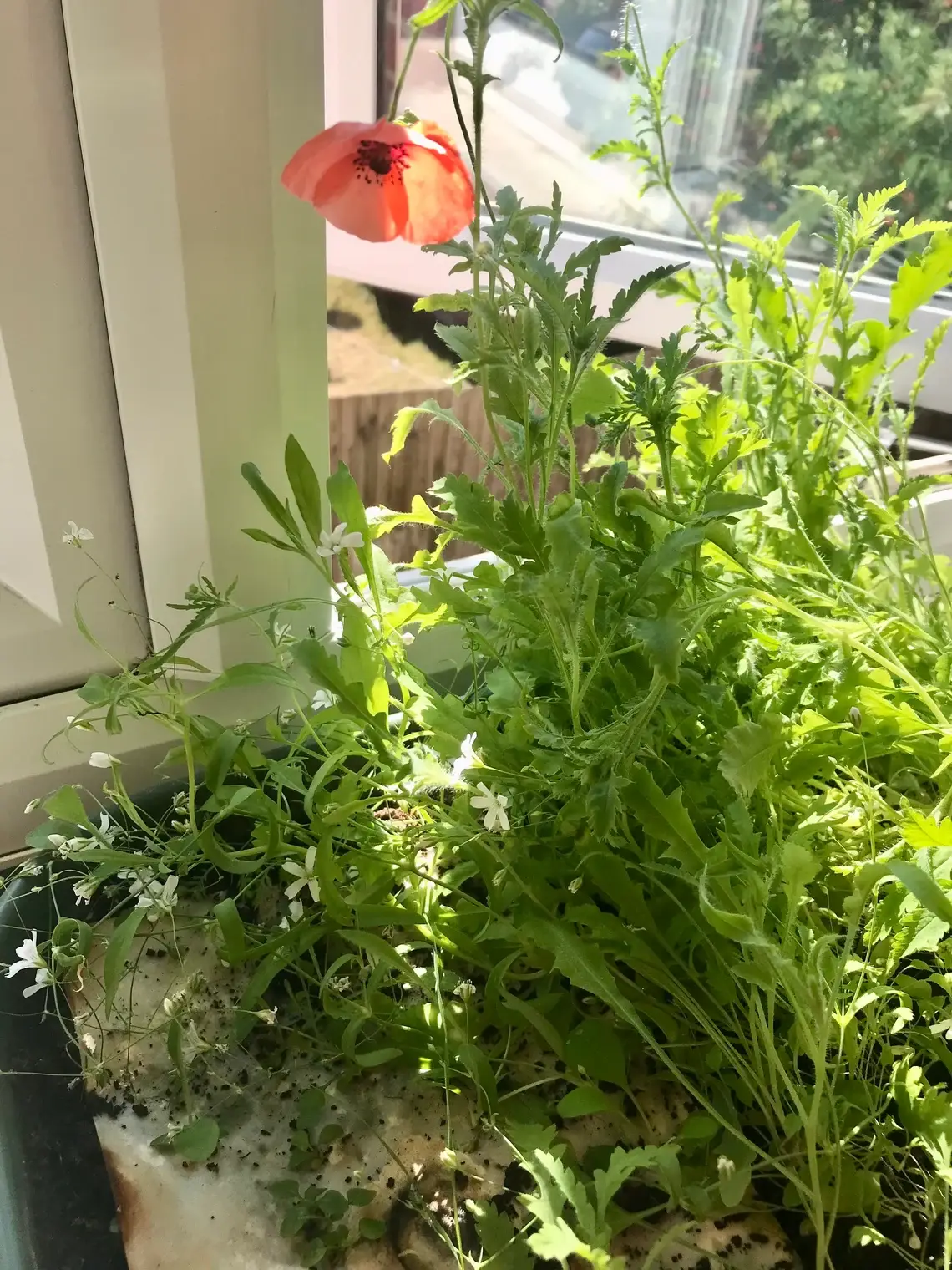 Erika's Whimsical Art – wholesale Birthday card – Plantable  Seed Paper Birthday Moth Card, Blank Inside 12