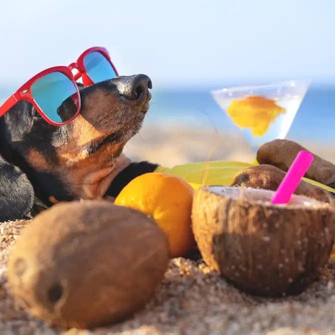 Woof Island – Engroshandel Godbid - Hund – Woof Island Coconut Treats salgsdisplay til kassen6