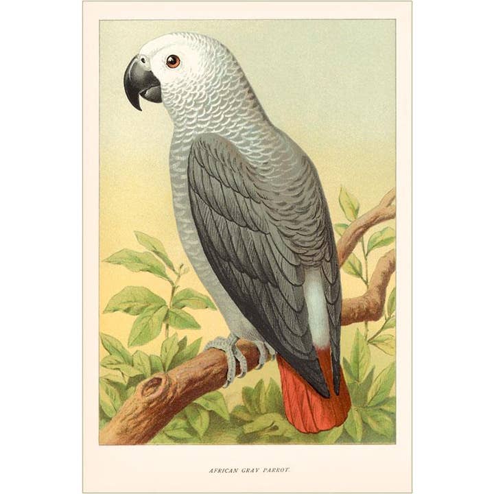 Found Image Press – wholesale Kontorsmateriel/Notecard Set – Gratulationskort BD-99 Afrikansk grå papegoja