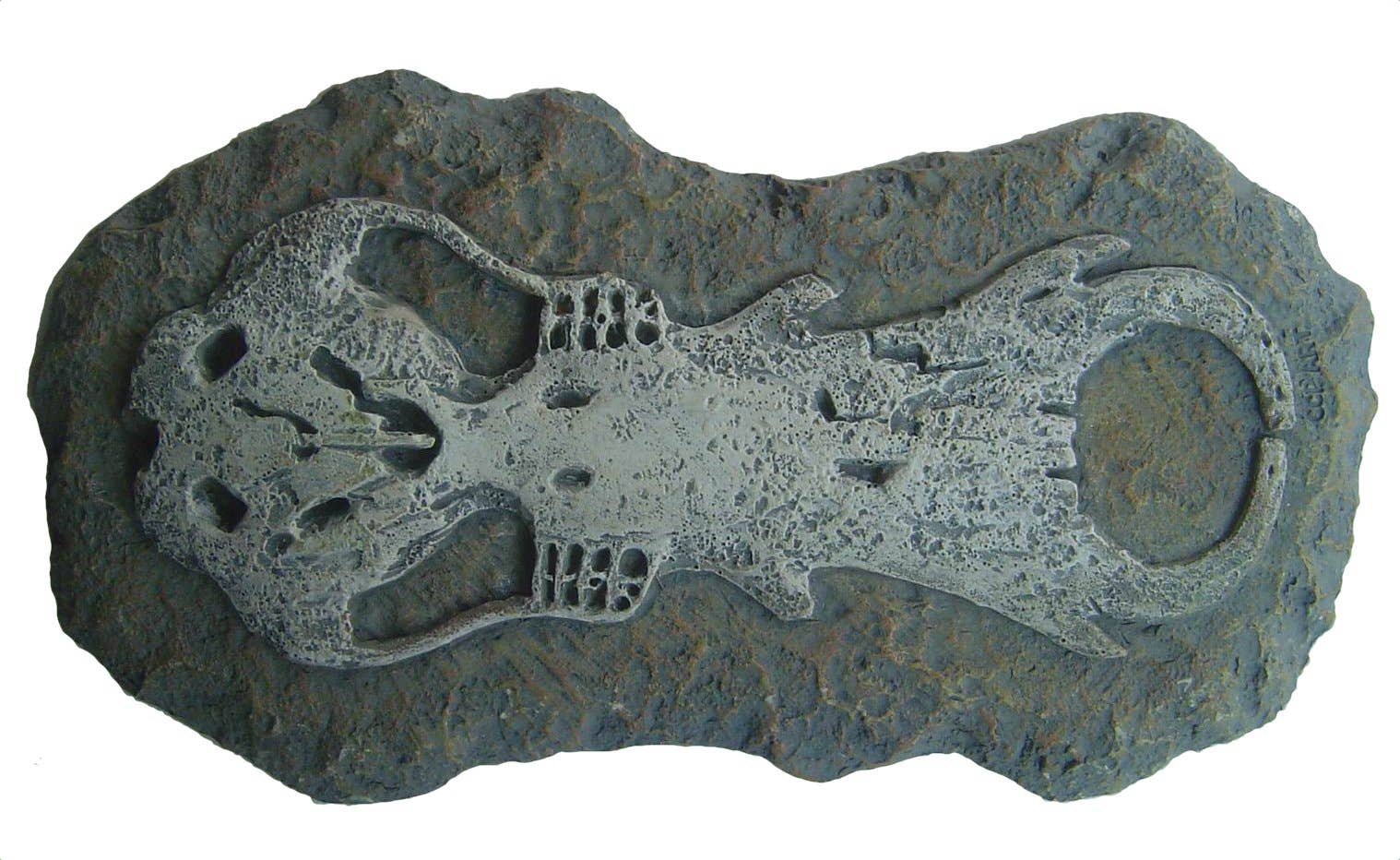 Science and Nature – wholesale Toy set – Kids – Australian Fossil Find (Pack of 6)2