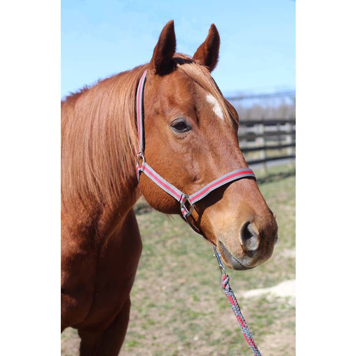 JPC Equestrian - Wholesale Horseback riding gear - TuffRider Nylon Breakaway Halter & Lead Rope Set4