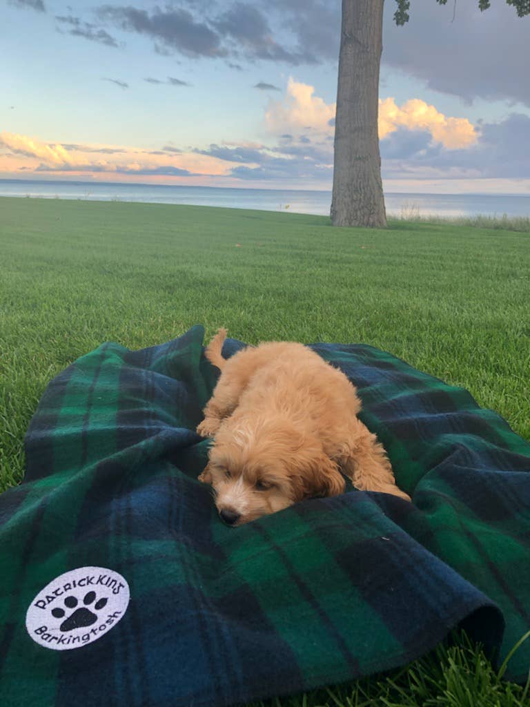 Patrick King Woollen Company – Großhandel Haustierdecke – Hund – Black Watch Hundedecke Klein/Med1