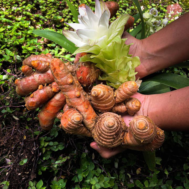 Rooster farms - Wholesale Plant Seeds - 1 Pound Hawaiian certified organic Turmeric Raw Roots Natural Organically Grown2