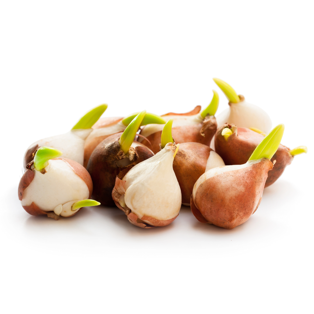 Thorsen's Greenhouse - Vente Plante - Bulbes de tulipes - Plusieurs variétés - Plantes vivaces9