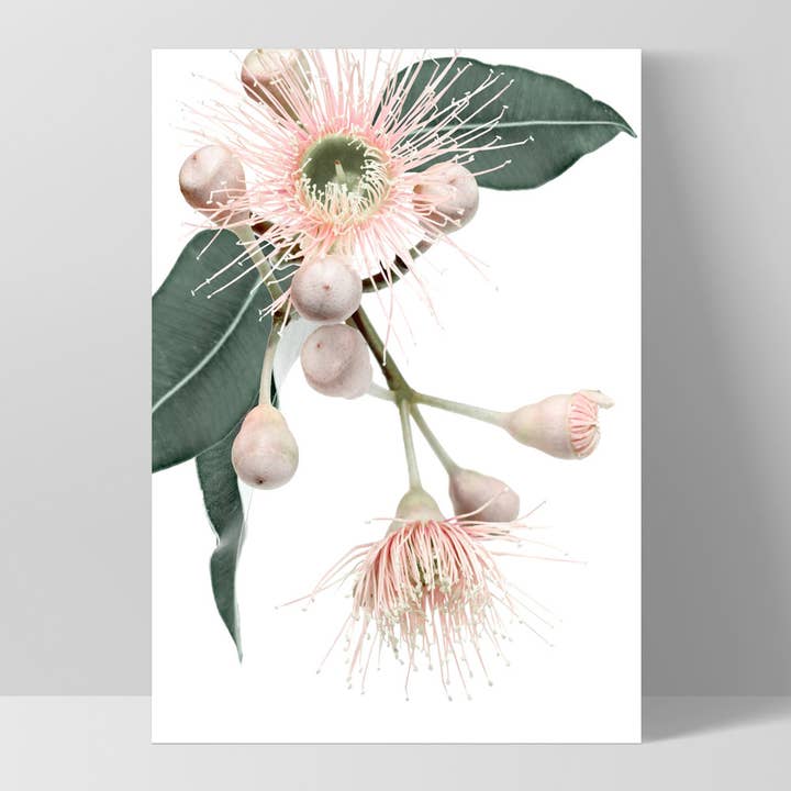 PRINT AND PROPER - Wholesale Art print - Eucalyptus Flowers Print. Native Australian Gumtree Wall Art