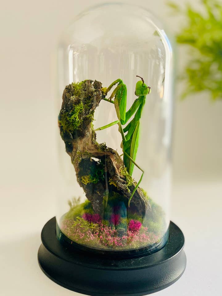The praying mantis, curiosity under a glass dome for wholesale by Thingx