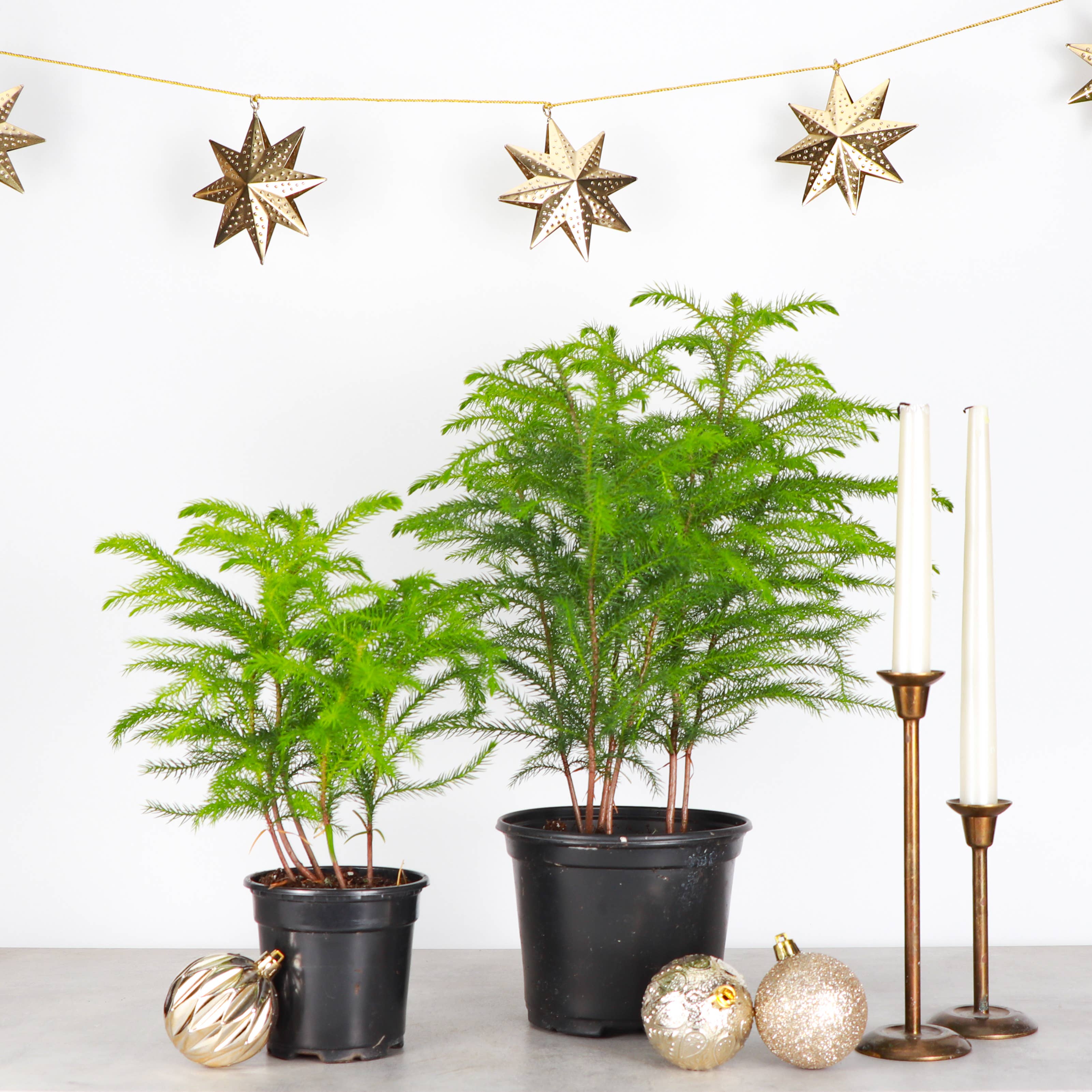 Thorsen's Greenhouse - Wholesale Live Plant - Norfolk Island Pine -  Live Plant2