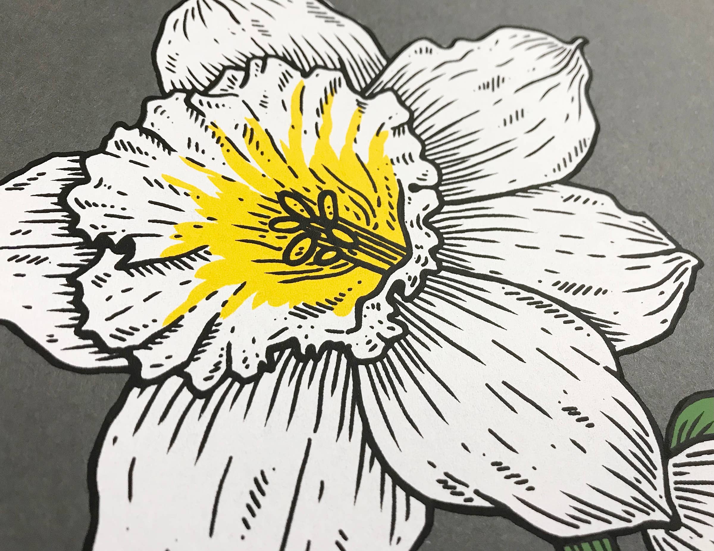 Stacey Malasky - Wholesale Art Print - Daffodils Print2