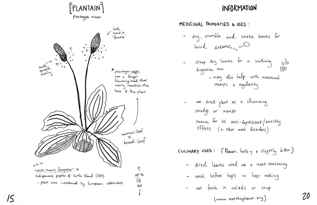 Microcosm Publishing & Distribution - Wholesale Nature & Outdoors - Herbs & Plants for Food & Medicine: Field Kitchen Guide Zine2