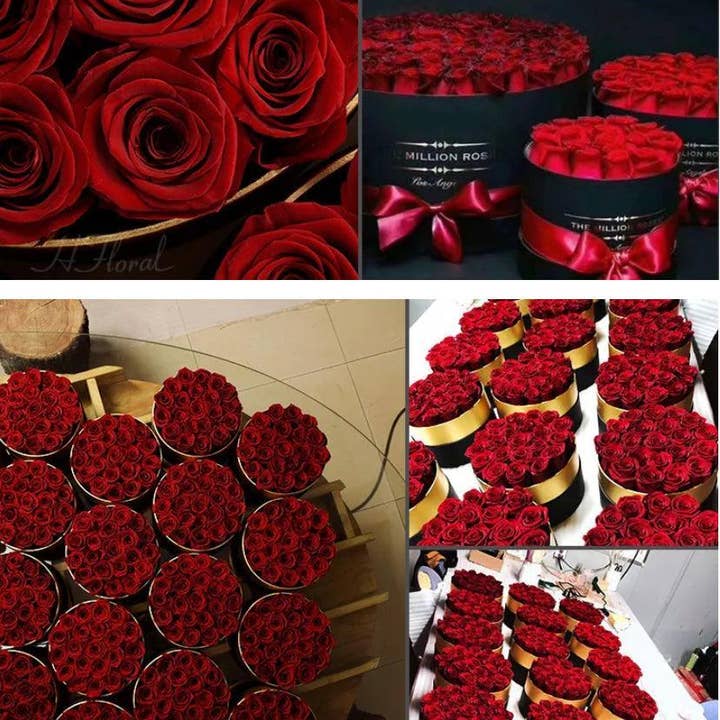 Modern Memory Design Picture Frames – wholesale Torkade/pressade blommor – 12 röda rosor bevarade i svart låda - Alla hjärtans dag-present4