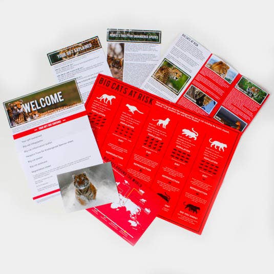 Gift Republic – Presente de novidade por atacado – Adote um gato grande2