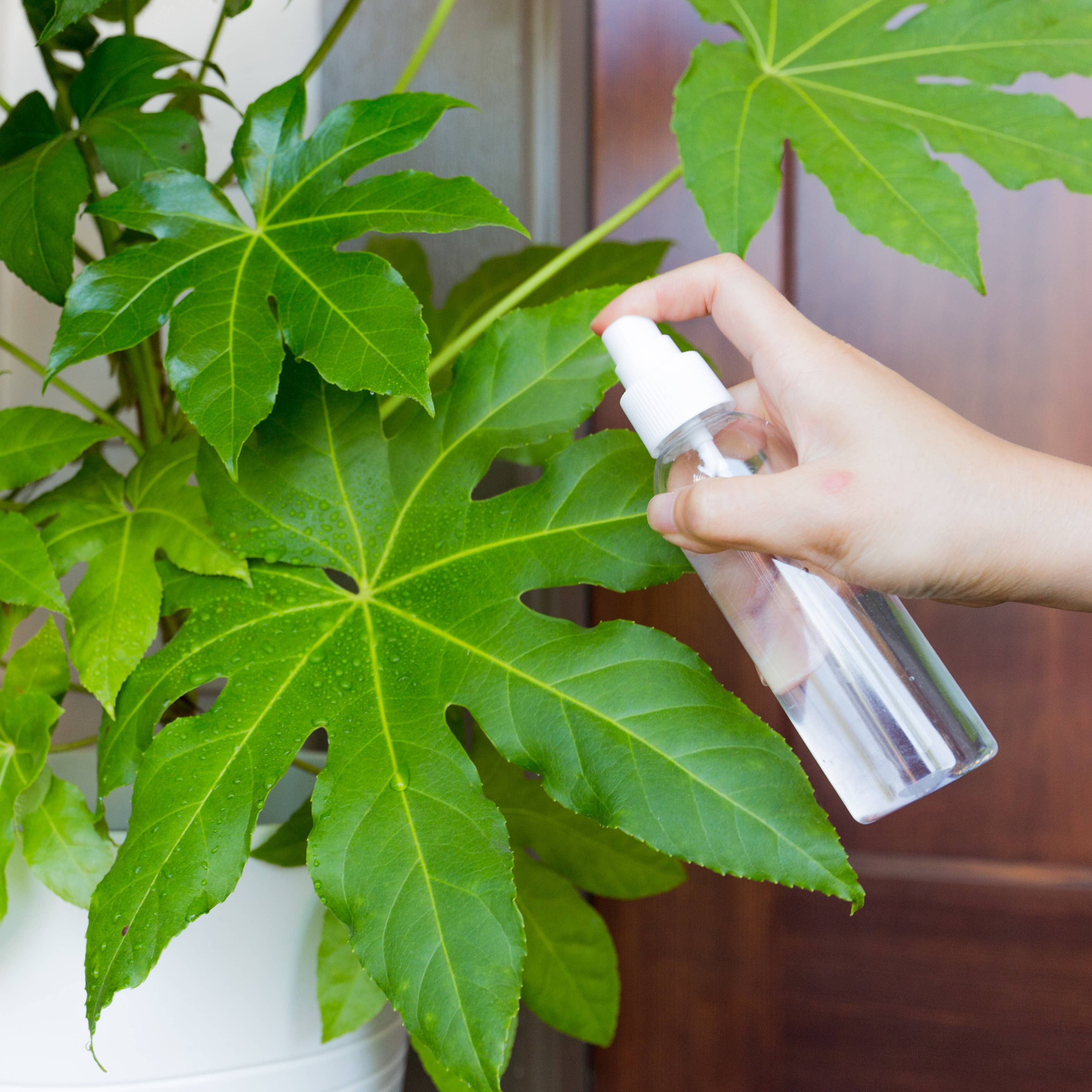 Youngever - Wholesale Spray bottle - Youngever 10 Pack 4OZ Plastic Empty Spray Bottles - Clear3