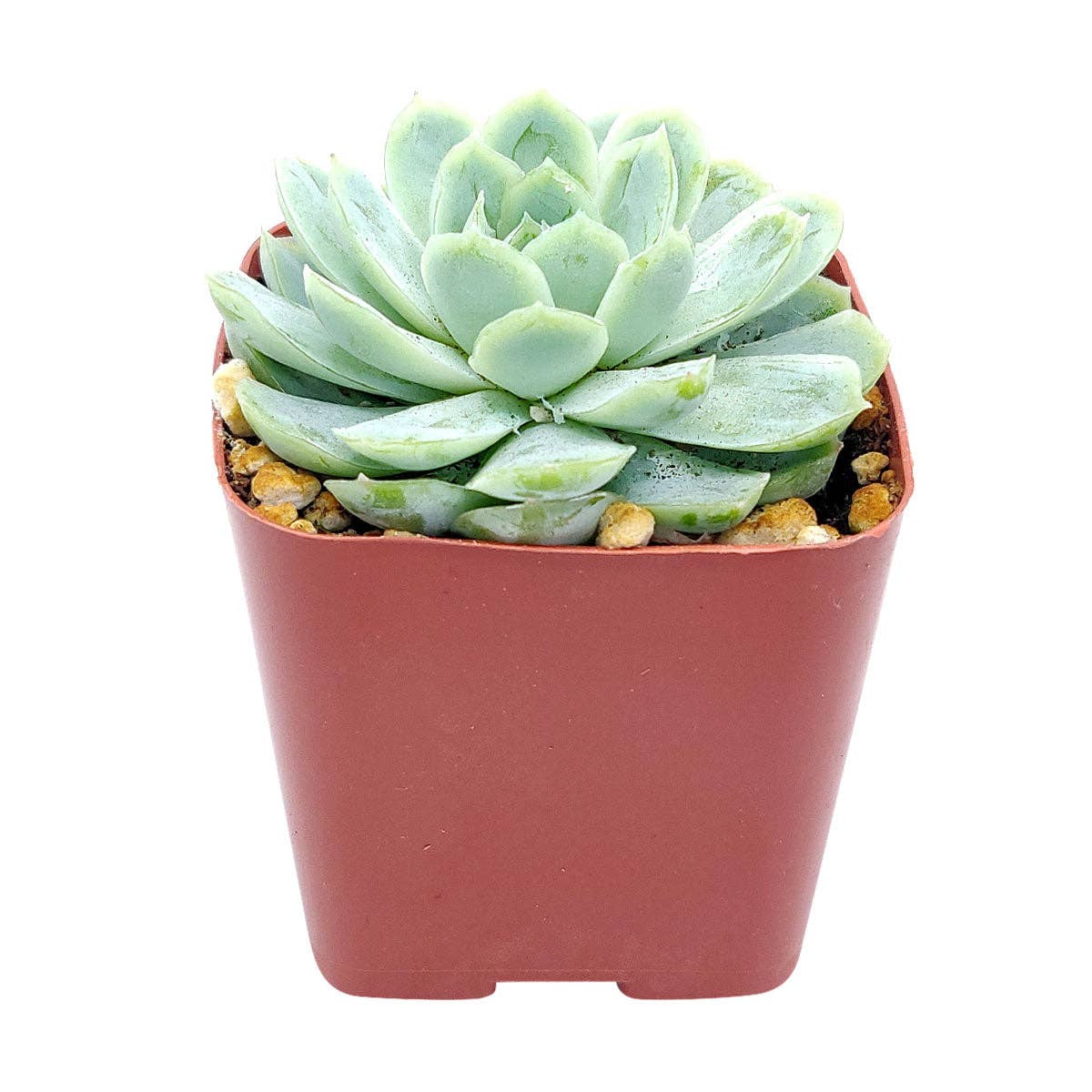 Best Plant Friend - Vente Succulentes - Echeveria Elegans Boule de Neige Mexicaine - Plantes Succulentes 2/4 pouces0