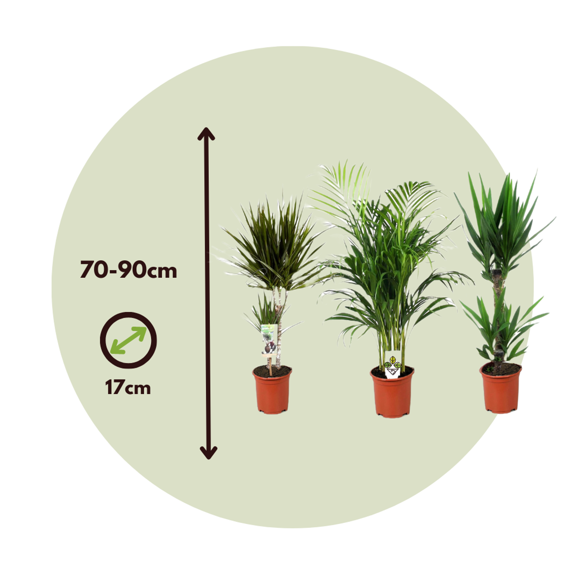 Oasis of Life - Wholesale Live Plant - XL Indoor Palm Set – Set of 3 Large Indoor Palms – Height 70–90cm – Ø17cm – Palm Mix with Areca, Yucca & Dracaena – Easy-care Air-purifying Plants for Living Room & Office3