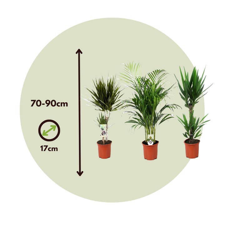 Oasis of Life - Wholesale Live Plant - XL Indoor Palm Set – Set of 3 Large Indoor Palms – Height 70–90cm – Ø17cm – Palm Mix with Areca, Yucca & Dracaena – Easy-care Air-purifying Plants for Living Room & Office3