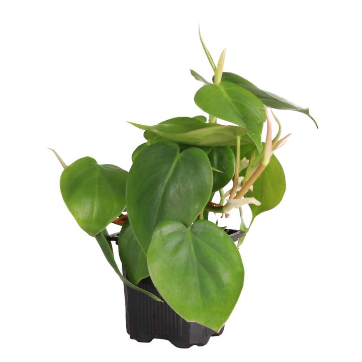 Thorsen's Greenhouse - Wholesale Live Plant - Heartleaf Philodendron - Live Plant3